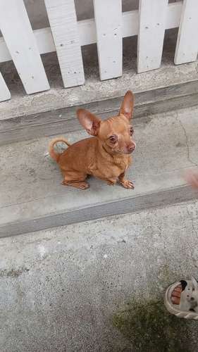 Chihuahuas 