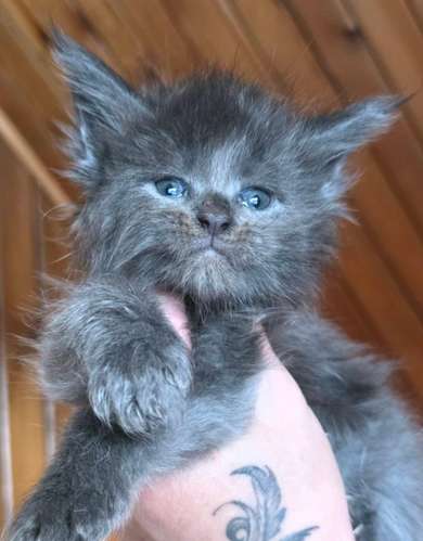 Hermosos maine coon traido - Imagen 2