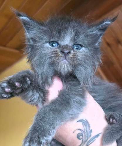 Hermosos maine coon traido