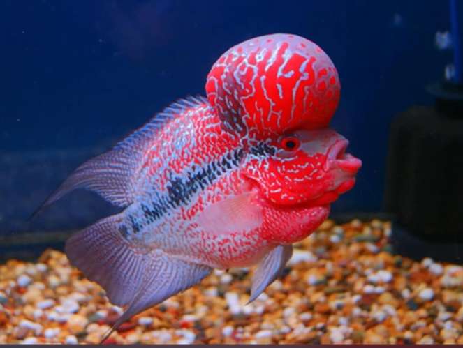 Peces exoticos disponibles  - Imagen 6
