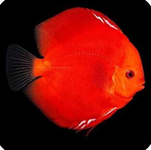 Peces exoticos disponibles  - Imagen 8