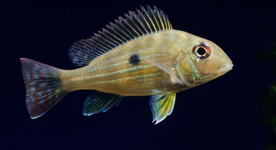 Peces exoticos disponibles  - Imagen 2