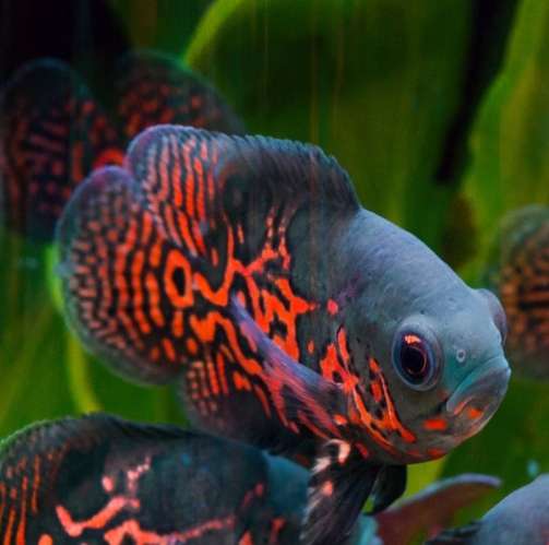 Peces exoticos disponibles  - Imagen 3