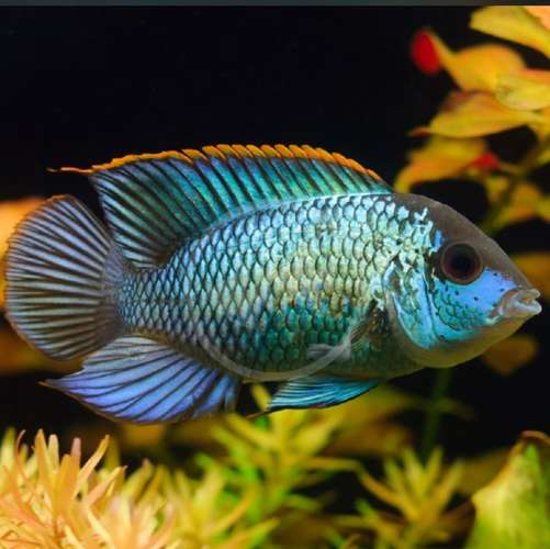 Peces exoticos disponibles  - Imagen 4