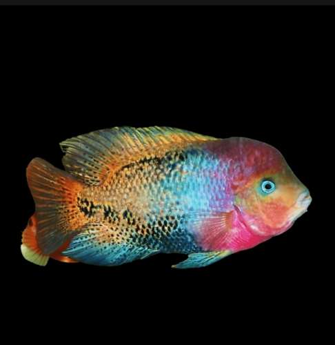 Peces exoticos disponibles  - Imagen 5