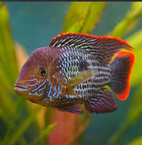 Peces exoticos disponibles  - Imagen 7
