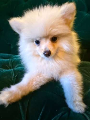Pomeranian hembra Blanca  - Imagen 2