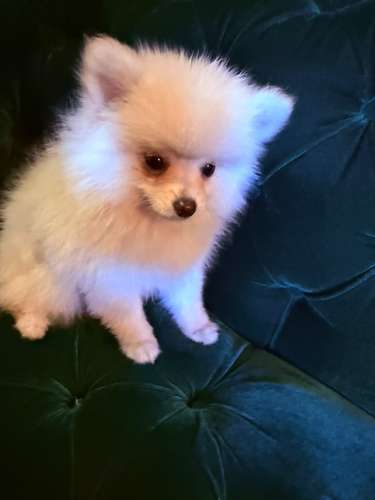 Pomeranian hembra Blanca  - Imagen 10