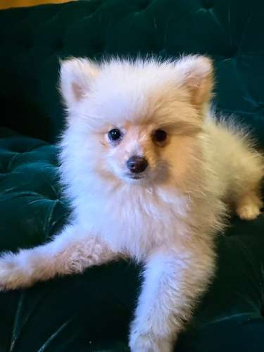 Pomeranian hembra Blanca  - Imagen 9