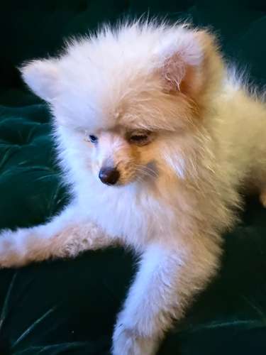 Pomeranian hembra Blanca  - Imagen 8