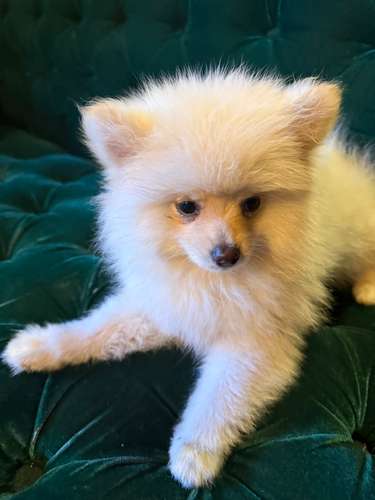 Pomeranian hembra Blanca 