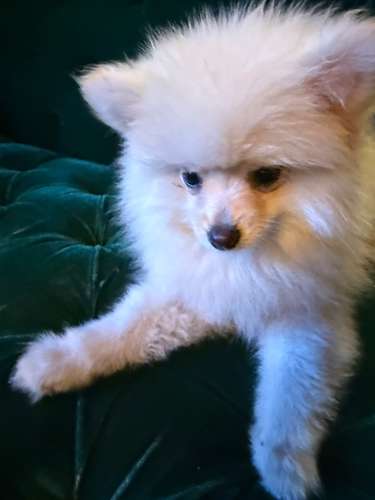 Pomeranian hembra Blanca  - Imagen 5