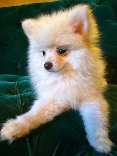 Pomeranian hembra Blanca  - Imagen 4