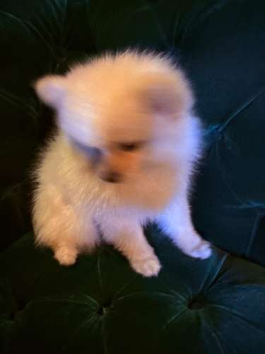 Pomeranian hembra Blanca  - Imagen 6