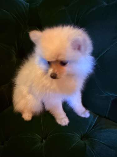 Pomeranian hembra Blanca  - Imagen 7