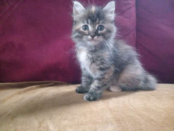 Gatito angora 