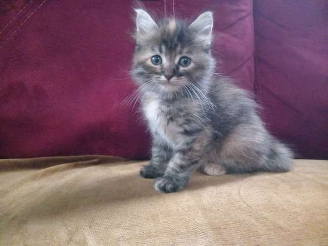 Gatito angora 