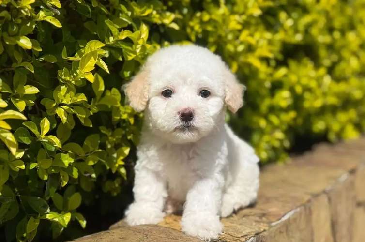 French Poodle Mini Toy 