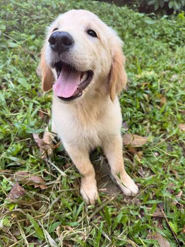 Golden Retriever  - Imagen 3