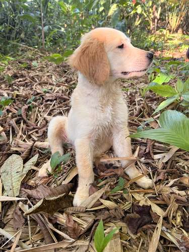 Golden Retriever  - Imagen 4