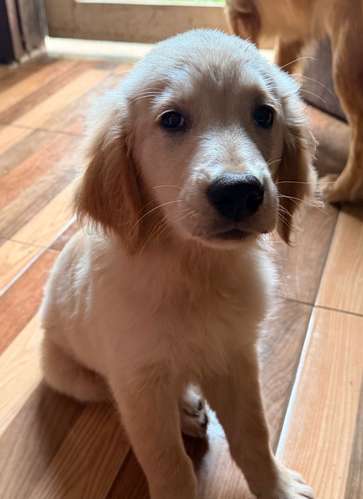 Golden Retriever  - Imagen 2