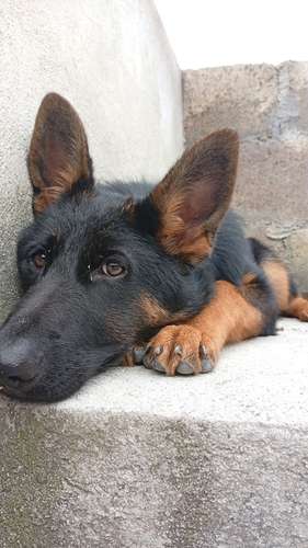 Cachorra Pastor Alemán pura raza 5 meses exactos  - Imagen 5