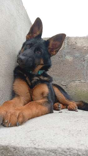 Cachorra Pastor Alemán pura raza 5 meses exactos  - Imagen 4