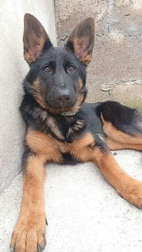 Cachorra Pastor Alemán pura raza 5 meses exactos  - Imagen 2