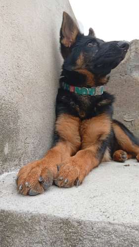 Cachorra Pastor Alemán pura raza 5 meses exactos  - Imagen 3