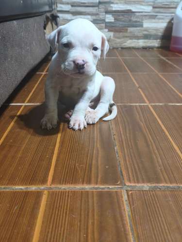 Dogo Guatemalteco - Imagen 1