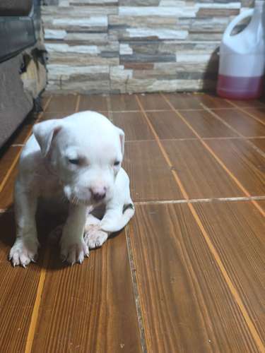 Dogo Guatemalteco - Imagen 2