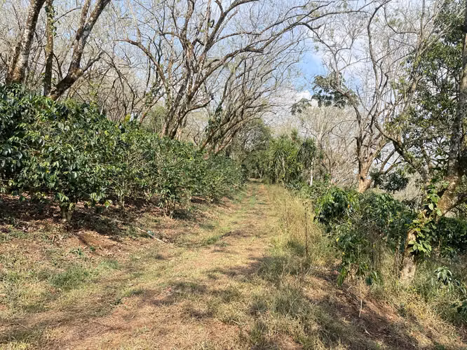 Hermoso terreno para cultivo y ecoturismo/ 24 Manzanas. - Imagen 3