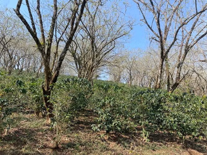 Hermoso terreno para cultivo y ecoturismo/ 24 Manzanas. - Imagen 4