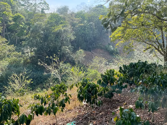 Hermoso terreno para cultivo y ecoturismo/ 24 Manzanas. - Imagen 8
