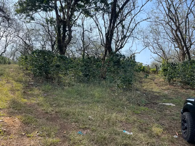 Hermoso terreno para cultivo y ecoturismo/ 24 Manzanas. - Imagen 7