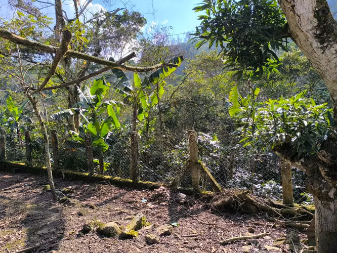 Se Vende Hermosa Finca de Cafe, Sn. Jose Colinas S.B.