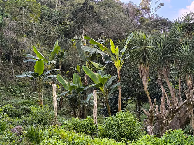 Se Vende Hermosa Finca de Cafe, Sn. Jose Colinas S.B.