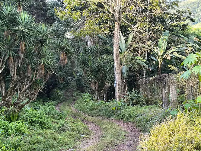 Se Vende Hermosa Finca de Cafe, Sn. Jose Colinas S.B.