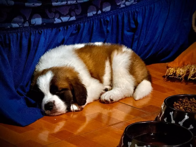 Perros - Imagen 5