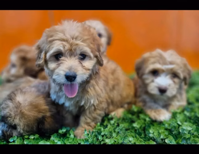 Bichon habanero