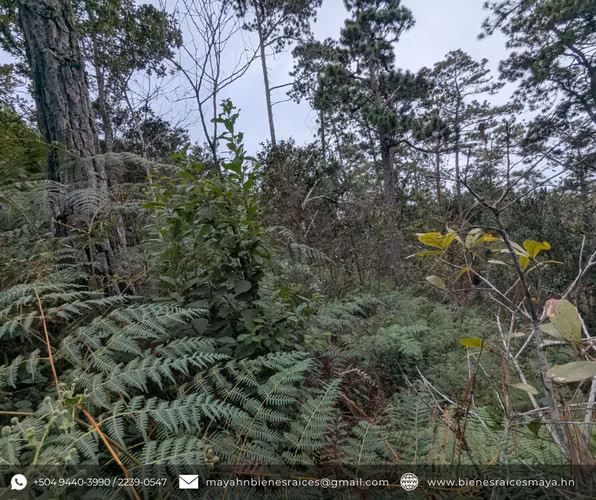 Se vende propiedad en Los Manzanos, La Esperanza