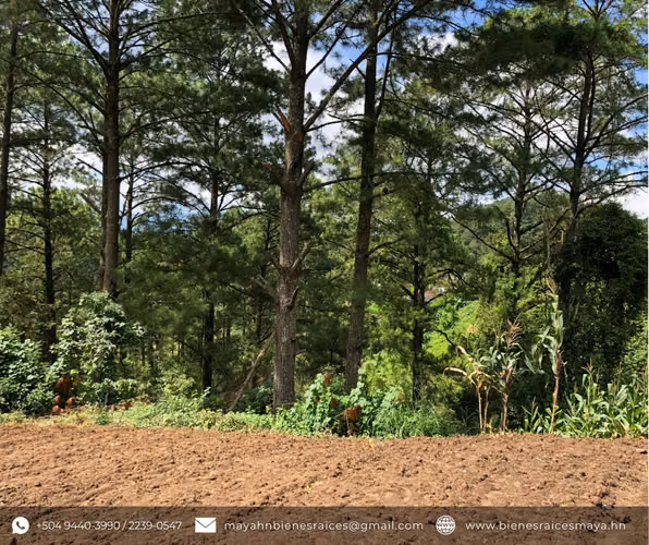 ¡Se vende terreno en El Zamorano – Francisco Morazán! - Imagen 4