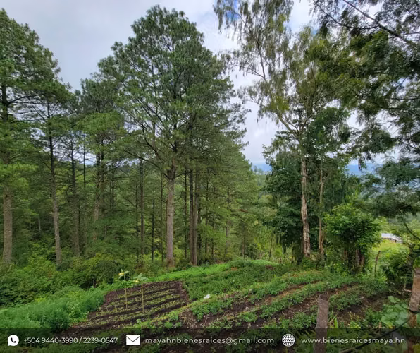 Se vende terreno sobre carretera a La Tigra – La Puente, Jutiapa - Imagen 3