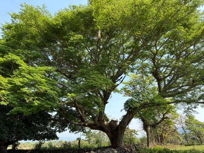 ¡LOTES PLANOS EN VENTA! JOALACA CORQUIN, COPAN
