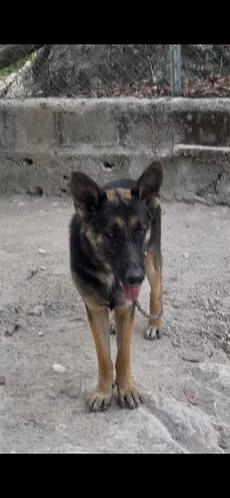 Cachorras Pastor Alemán - Imagen 2