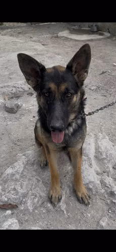 Cachorras Pastor Alemán - Imagen 5
