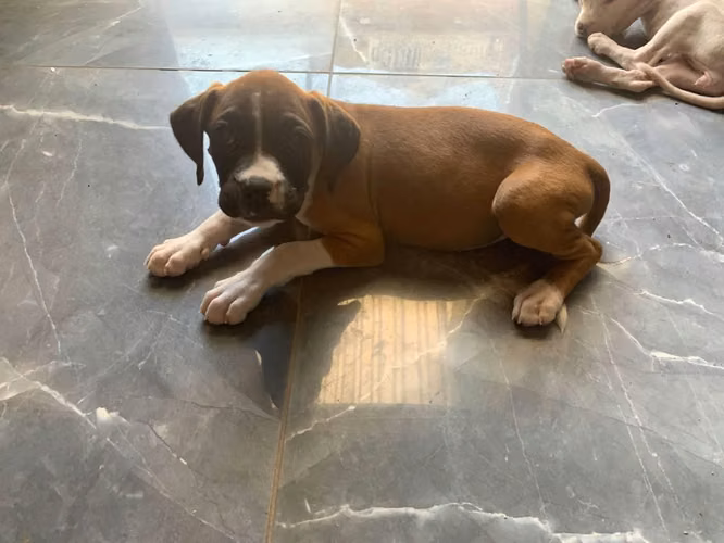 Perritos bóxer