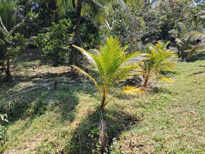 Se Venden 5,625 Varas² de Terreno en Omoa – Sector Las Flores, Muchilena - Imagen 3