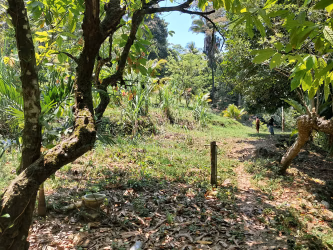 Se Venden 5,625 Varas² de Terreno en Omoa – Sector Las Flores, Muchilena - Imagen 4