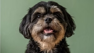 Cachorro Shih Tzu Puro Mini en San Pedro Sula – Vacunado